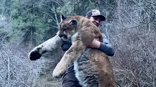 Backcountry cougar hunt. Giant Tom comes into call.