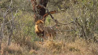 INCREDIBLE! Male Lion Brothers Together Again!