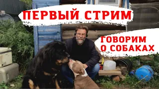 Первый СТРИМ  питомника собак РашенДог (RussianDog)