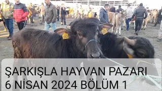 ŞARKIŞLA HAYVAN PAZARI BÜYÜKBAŞ BÖLÜM 1/6 NİSAN 2024