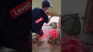 How I Keep The Tortoises From Getting Cold: My Unexpected Solution!