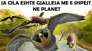 Cila Është Kafsha Më e SHPEJTË Në Botë !? | ALB EXPLORER