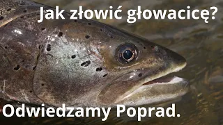 Jak złowić głowacicę? Odwiedzamy Poprad.