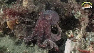 Pulpo en un Buceo Nocturno