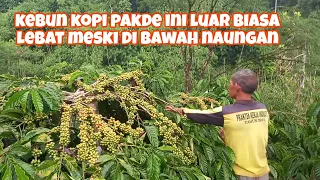 kebun kopi pakde ini makin tua makin jadi😱😱