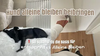 Hund alleine bleiben beibringen | Einfache Trainingsmethode + WICHTIGE TIPPS!