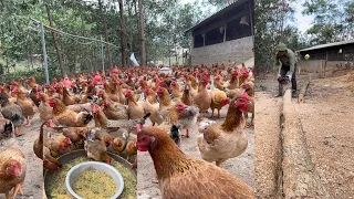 CHICKEN FARM - How to make a wooden chicken feeder - Mix chicken food - Cut the chicken's beak.