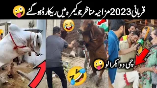 Qurbani Animals Funniest Moments & Videos 🤪 Anari Qasai ki Shamat On Bakra Eid 2023 | Israr Info Tv