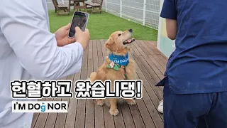 대형견 골든리트리버의 첫 헌혈 vlog