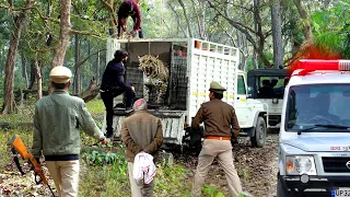 खुंखार तेंदुआ को जब विशालकाय जंगल में हुआ रिलीज़ खतरनाक मंजर - Dangerous Leopard Release 😱😱