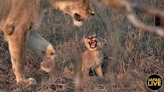 safariLIVE - Sunset Safari - October 19, 2019