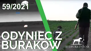 SUDECKA OSTOJA 59/2021. Polowanie na odyńca. Hunting wild boars in Poland. Termowizja Pulsar.