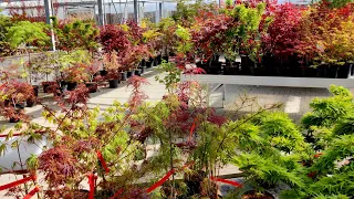 Japanese Maples - Spring '22 - Lots of Colors at Baumschule Hachmann (Nursery)