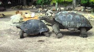 Giant Tortoise's Mate at Busch Gardens in Florida