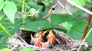 Маленькие слепые птенцы, Зеленая пересмешка, Icterine Warbler