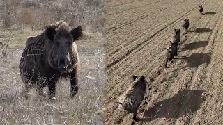 NON-STOP ACTION! Awesome BOAR Hunts, EXCITING Chase, UNBELIEVABLE Drone Scenes!