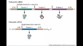 Messenger RNA (mRNA)