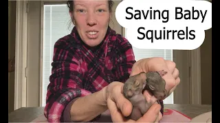 Rescuing Cute Tiny Baby Squirrels