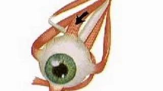 How the Body Works : The Six Ocular Muscles