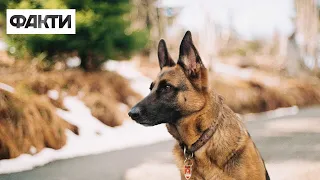 Чотирилапий рятувальник: як пес Мастер допомагає саперам ДСНС