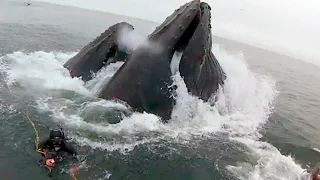 Драйвер освободил кита, запутавшегося в цепях от якоря и кит отблагодарил человека