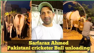 Cricketer Sarfaraz Ahmed 🏆Bull Unloading