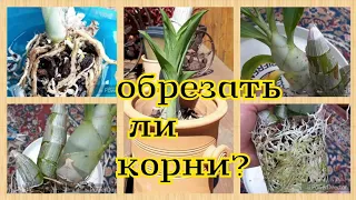 Как посадить КАТАСЕТУМ, когда КОРНИ у орхидей - живые и сухие ?