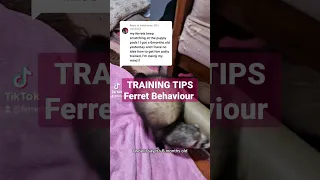 Ferret training tip - correcting bad behaviour #ferrets #shorts