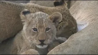 SafariLive Aug 4 - The cute Nkuhuma lion cubs.