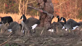 Setting A Goose Field Spread With Wind And Terrain Against You