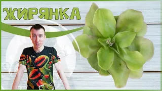 Представляем - Жирянку!