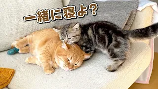 お兄ちゃんと一緒に寝たくて何度も挑戦する子猫が健気でかわいい！