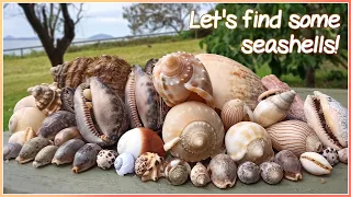 Finding Seashells at Super Low Tide | Lynx Cowrie [Virtual Shelling]