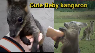 Baby Kangaroos & Joeys - CUTEST Compilation.2023😘