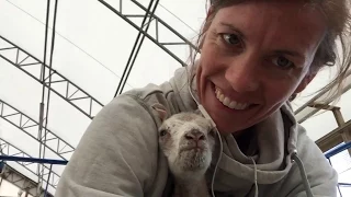 Recording Lambs, Inserting CIDRS & Cutting Rye.  |  Vlog 23