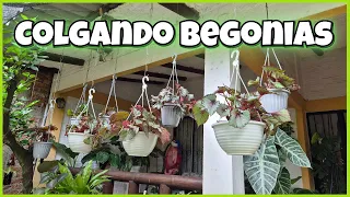 🤠COLGANDO BEGONIAS EN MI CORREDOR/Liliana Muñoz