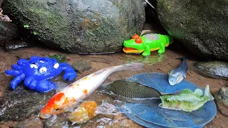 Catching goldfish in rivers, ornamental fish, small koi fish, tortoises, crocodiles, shark - Part356