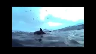 Orca and Humpback Whale diving in northern Norway 2015