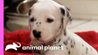 Fireman Becomes New Owner Of A Lovable Dalmatian | Too Cute!