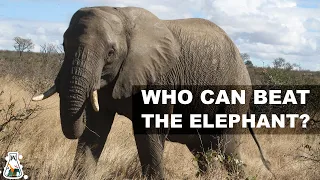 5 Animals That Could Defeat An Elephant