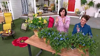 Cottage Farms 3-pc. Beach Bum Blue Dwarf Morning Glory Live Plants on QVC