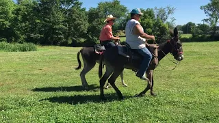 Garrett Mammoth Jackstock: Two riders at the riding donkey training facility (1825)