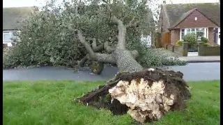 Winds bring down tree in Northdown Park Road video Frank Leppard