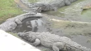 crocodile eating man live