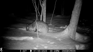 Bobcat returns to its natural squirrel kill location 01/05/20 - 01/10/20