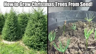 How To Grow A Christmas Tree From Seed-How to Grow Norway Spruce/Blue Spruce From Seed