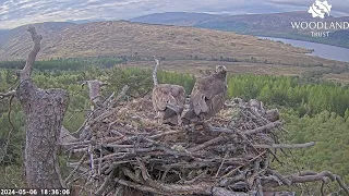 Dorcha takes a third fish from Louis and departs the Loch Arkaig Osprey nest to eat it 6 May 2024