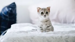 Cute kitten I love you #13