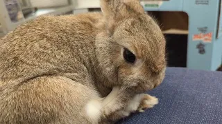 Come Pet Cute Little Netherland Dwarf with Me | (Cocoa and) Cosmo