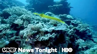 Why Australians Can’t Agree On How To Save The Great Barrier Reef (HBO)